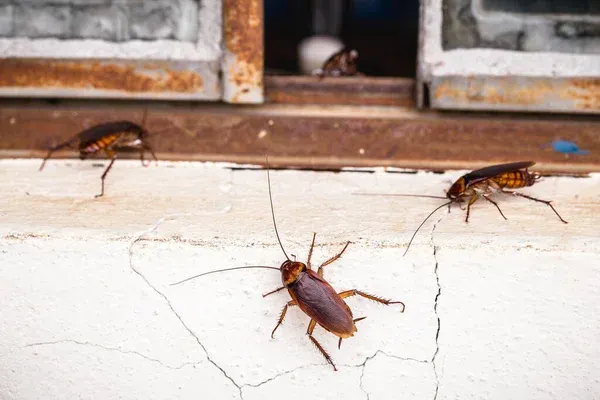 Control de plagas en Monterrey: por qué el calor extremo dispara las infestaciones