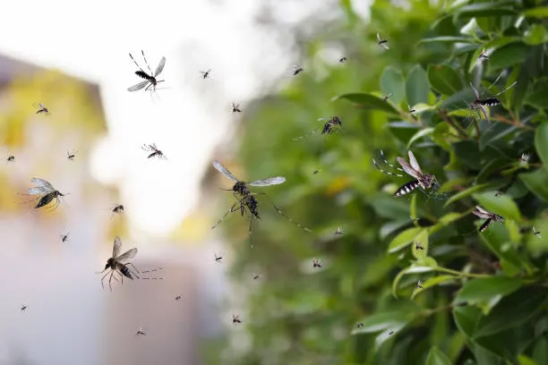 Mosquitos y dengue: cómo protegerte en Tampico, Reynosa y zonas cálidas